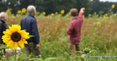 Eine Sonnenblume im Vordergrund - im Hintergrund stehen Menschen auf einer Wiese.