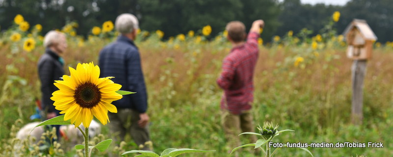 Eine Sonnenblume im Vordergrund - im Hintergrund stehen Menschen auf einer Wiese.